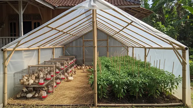 Kandang Puyuh dan Cabai Rawit dalam Greenhouse Sederhana