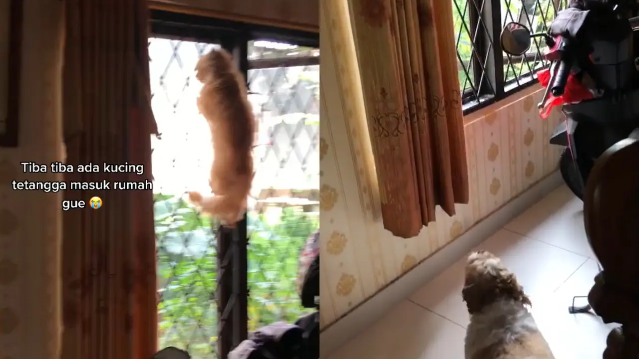 Kucing dan Anjing