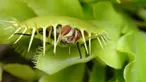 Dionaea Muscipula, lebih dikenal sebagai Penangkap Lalat Venus. Permukaan bagian dalamnya mengandung pigmen merah yang mengeluarkan lendir untuk menarik lalat mendekatinya. (www.greenculturesg.com)
