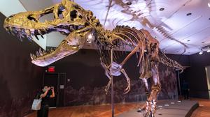 Jejak T-Rex 66 Juta Tahun Terungkap, Seberapa Cepat Berjalan?