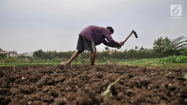 Aktivitas Petani Sayuran di Ibu Kota Melawan Kemarau