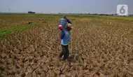 Kekeringan Ancam 12 Kecamatan di Kabupaten Tangerang