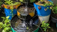 Ternak Ikan Lele vs Ikan Gabus, Mana yang Lebih Menguntungkan di Tahun 2026?