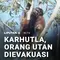 Karhutla, Orang Utan Dievakuasi