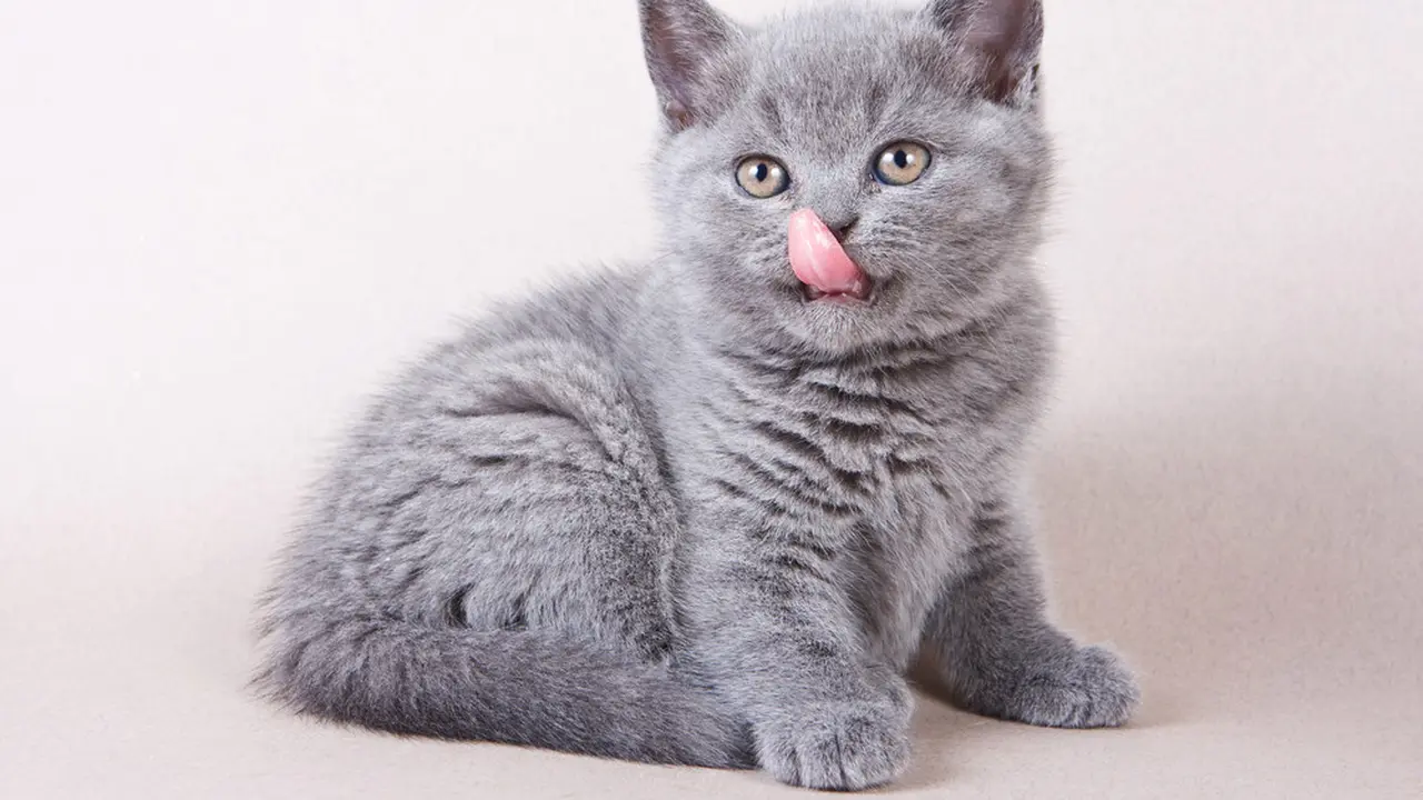Kucing Berliur