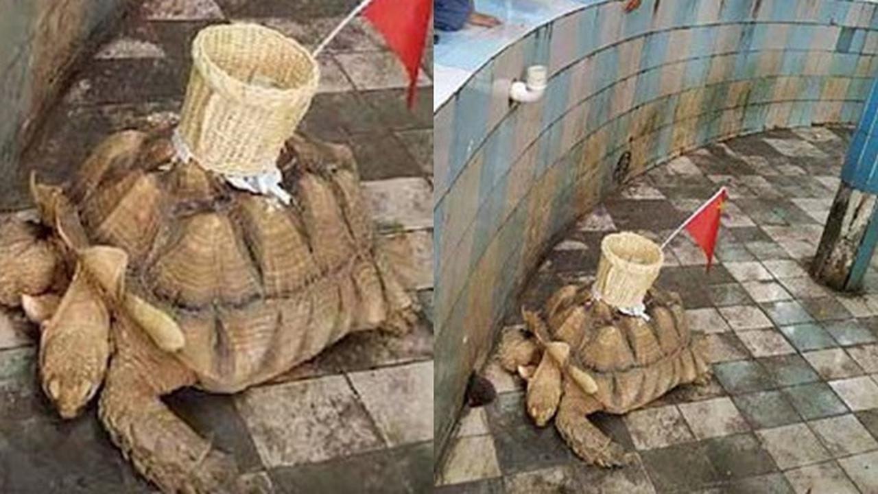 Miris, Keranjang Dipasang di Punggung Kura-kura Untuk Kumpulkan Koin