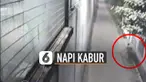 Baru-baru ini beredar video rekaman CCTV napi asal china kabur dari lapas lewat gorong-gorong. Pihak kepolisian masih mencari informasi atas kejadian ini.
