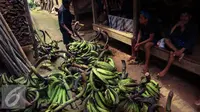 Tumpukan buah pisang hasil kebun Warga Baduy Luar dikumpulkan di halaman Kampung Kadu Ketug, Kabupaten Lebak, Banten (13/05). Hasil bumi dibawa dengan berjalan kaki ke Kabupaten Lebak. (Liputan6.com/Fery Pradolo)