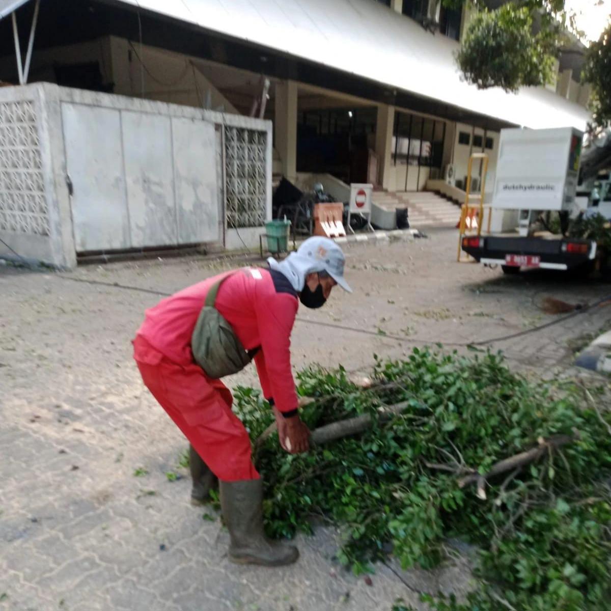 Pemkot Semarang Tangani Dampak Hujan Disertai Angin Kencang, Dalam Semalam 86 Pohon Tumbang Dievakuasi