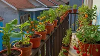 8 Ide Edible Garden Buah dan Sayur di Teras dan Pagar Sempit, Tetap Produktif