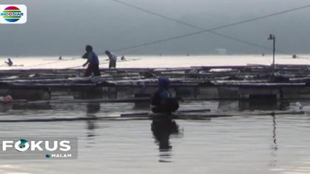 Fenomena ikan mabuk ini terjadi sejak Rabu malam yang ditandai dengan ratusan bahkan ribuan ekor ikan tampak mengambang di permukaan danau.