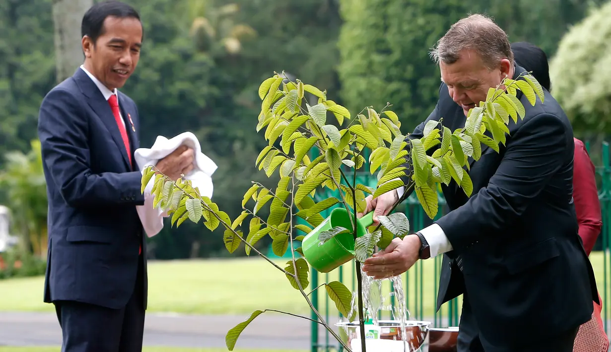 Presiden Joko Widodo (Jokowi) mendampingi Perdana Menteri Denmark Lars Lokke Rasmussen menyiram pohon bibit pohon meranti tembaga di halaam belakang Istana Bogor dalam kunjungan kerja PM Denmark, Selasa (28/11). (AP/Dita Alangkara)