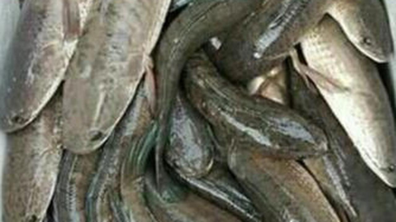 Ikan gabus, atau dikenal juga sebagai ikan kutuk, adalah salah satu ikan air tawar yang populer di Indonesia. Selain rasanya yang lezat, ikan ini juga memiliki sejuta manfaat untuk kesehatan tubuh.