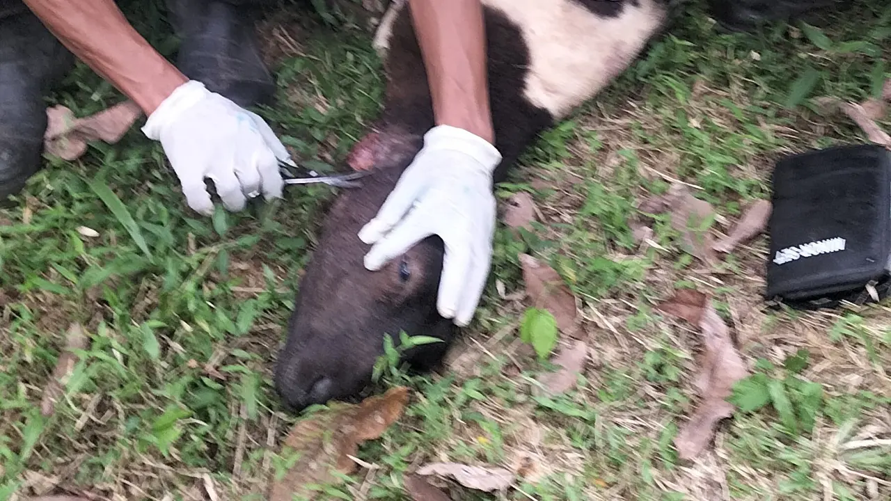 Serangan mematikan anjing hutan di Kampung Jaksi Desa Tanjung Barang, Kecamatan Cikatomas, Kabupaten Tasikmalaya, Jawa Barat, melumpuhkan puluhan ekor domba milik warga, tujuh ekor mati di kandang. (Liputan6.com)