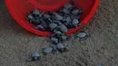 <p>Sejumlah anak penyu sisik dilepaskan di pantai Sayulita, Meksiko (2/12). Anak penyu ini adalah hasil konservasi yang dilakukan oleh organisasi "Red Tortuguera". (AP Photo/Marco Ugarte)</p>