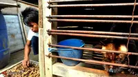 Pekerja memilah kopi dari kotoran Luwak di Liwa, Lampung, Kamis (28/7). Seekor luwak mampu menghasilkan hingga tiga ons kopi dalam sehari. Kopi luwak dihargai sekitar satu juta rupiah per kg.(Antara)