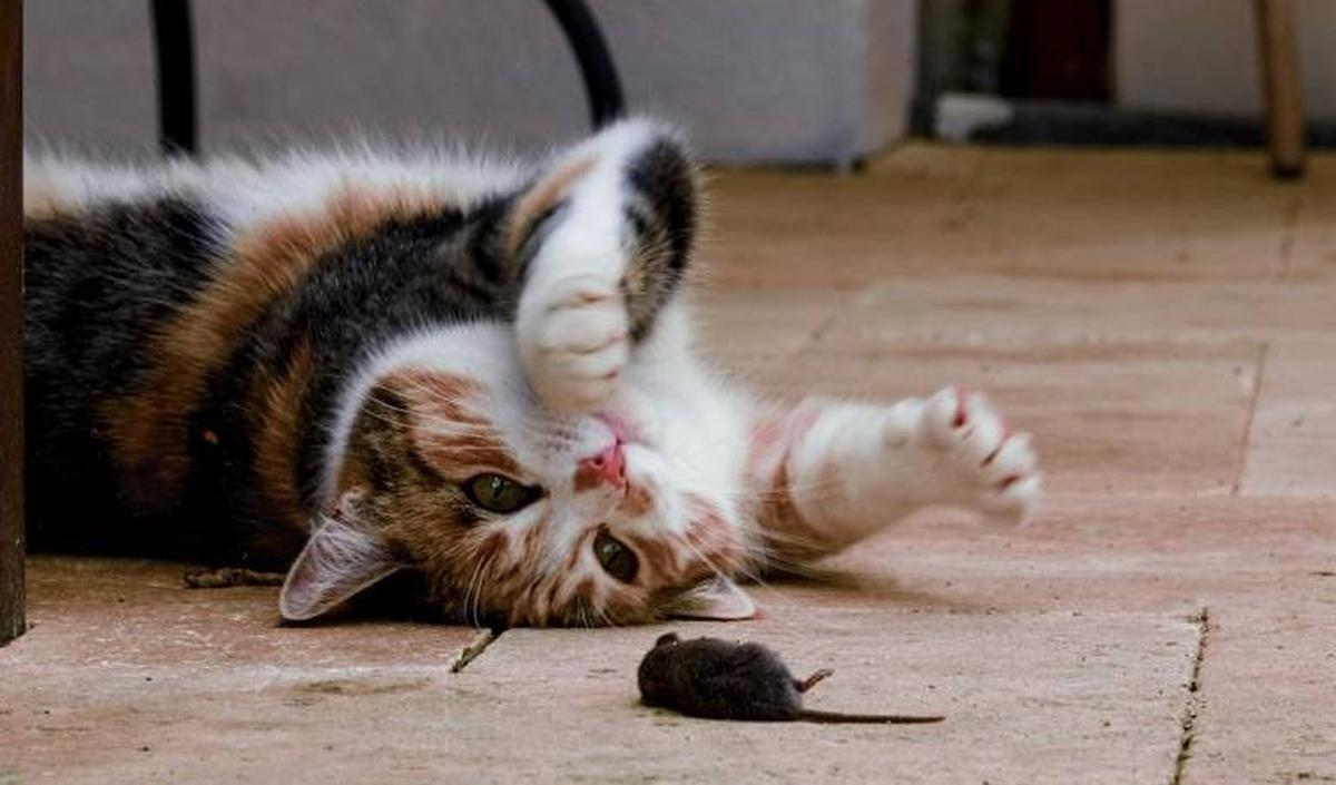 Nama Kucing Lucu&nbsp;<br>