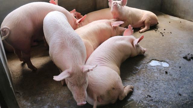 Peternakan Babi. Dok Kementan