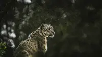 Turis China Terluka Dicakar Macan Tutul, Nekat Terobos Pagar demi Ambil Foto dari Jarak Dekat