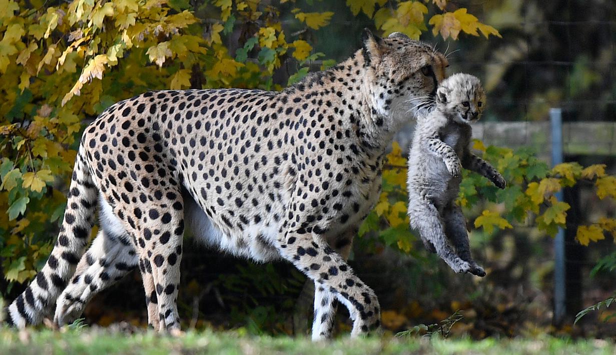 Foto 3 Bayi Cheetah Lucu Lahir Di Kebun Binatang Jerman Global