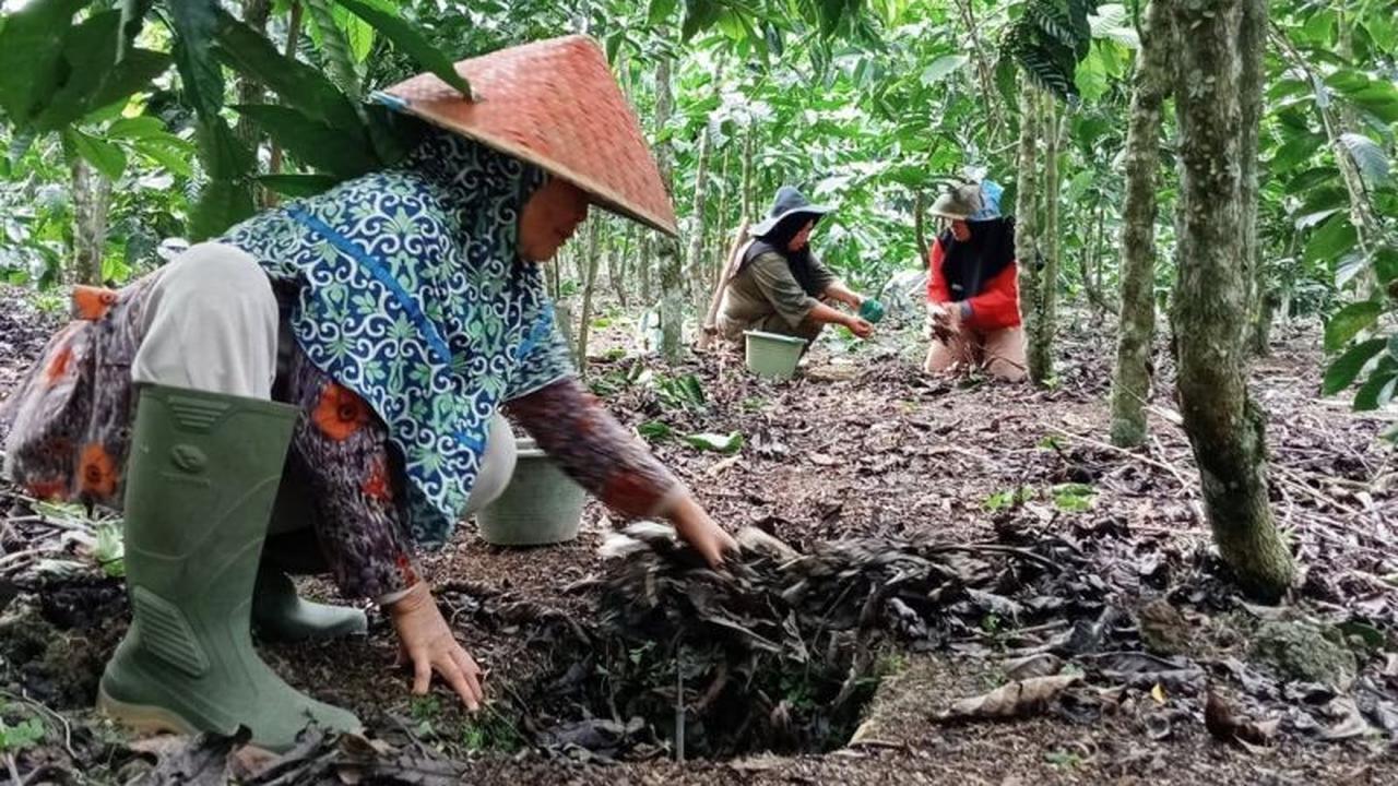 Panen Kopi Berlipat Ganda! Kopi Tangguh Iklim Kepahiang Jadi Solusi Jitu Petani Perempuan Atasi Perubahan Cuaca Ekstrem