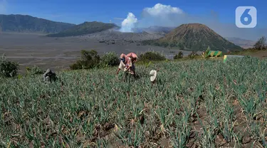 Warga membersihkan rumput liar pada areal kebun bawang dengan latar belakang kaldera Gunung Bromo di kawasan Cemoro Lawang, Probolinggo, Jawa Timur, Kamis (9/9/2021).  Kawasan kaldera Gunung Bromo dan hamparan pasir yang masih ditutup karena pemberlakuan PPKM Darurat. (merdeka.com/Arie Basuki)