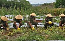 Lanud El Tari Gelar Panen Raya Jagung dan Semangka, Perkuat Ketahanan Pangan Nasional