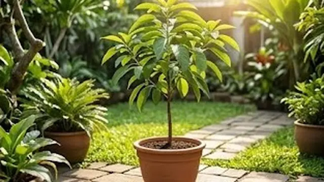 Cara Menanam Pohon Alpukat di Pot