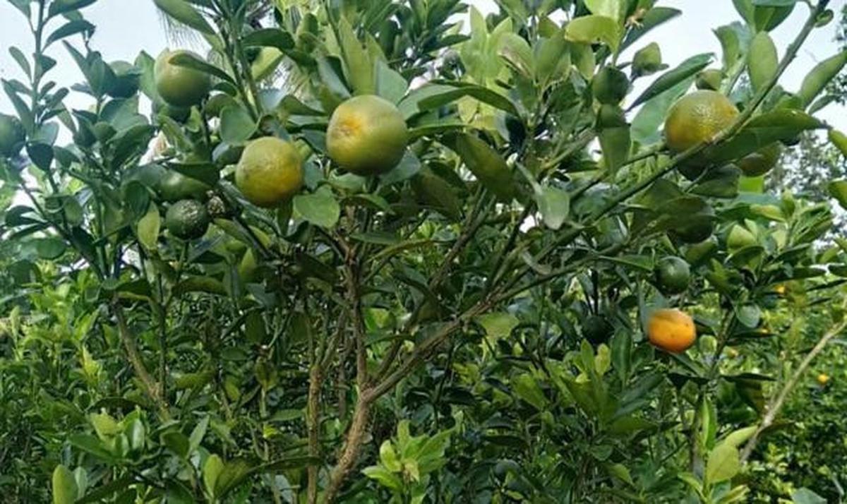 Jenis Pohon Jeruk yang Buahnya Kecil tapi Lebat