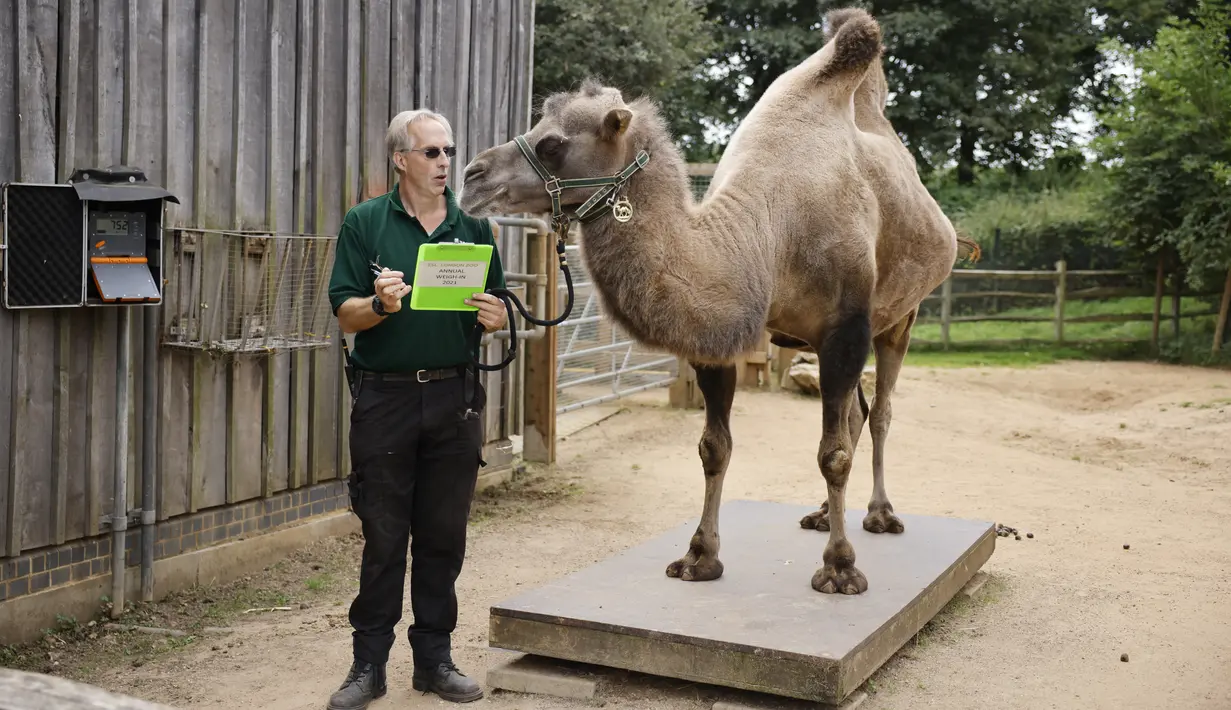 Seekor unta Baktria ditimbang selama sesi pemotretan penimbangan tahunan di Kebun Binatang London, pada Kamis (26/8/2021). Pengukuran tinggi dan berat badan ini untuk mengetahui kesejahteraan dan kesuburan hewan. (Tolga Akmen / AFP)