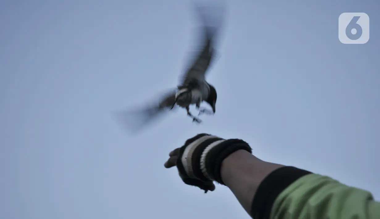 Sulaiman saat melatih burung free fly di Jakarta, Minggu (26/7/2020). Sudah dua tahun Sulaiman dan Toni menggemari hobi bermain burung free fly yang rutin dilakukan tiap minggu untuk mengisi kegiatan saat libur kerja. (merdeka.com/Iqbal Nugroho)