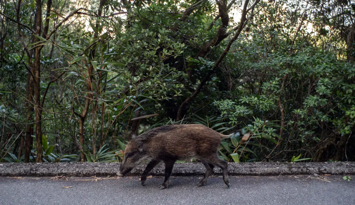 Seekor babi hutan berjalan di taman negara Mount Parker di Hong Kong (18/11/2021). Kota itu mulai memusnahkan babi hutan setelah serangan terhadap seorang petugas polisi, dengan tujuh hewan terbunuh setelah digiring ke jalan petugas satwa liar, memicu kemarahan dari konservasionis. (AFP/Yan Zhao)