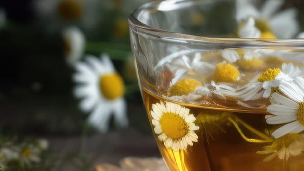 Selain itu, teh chamomile juga memiliki sifat antiinflamasi, antialergi, dan antibakteri yang dapat membantu mengatasi masalah kulit, saluran pernapasan, dan pencernaan.