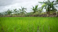 Cegah Kebakaran Hutan dengan Jalankan Program Food Estate