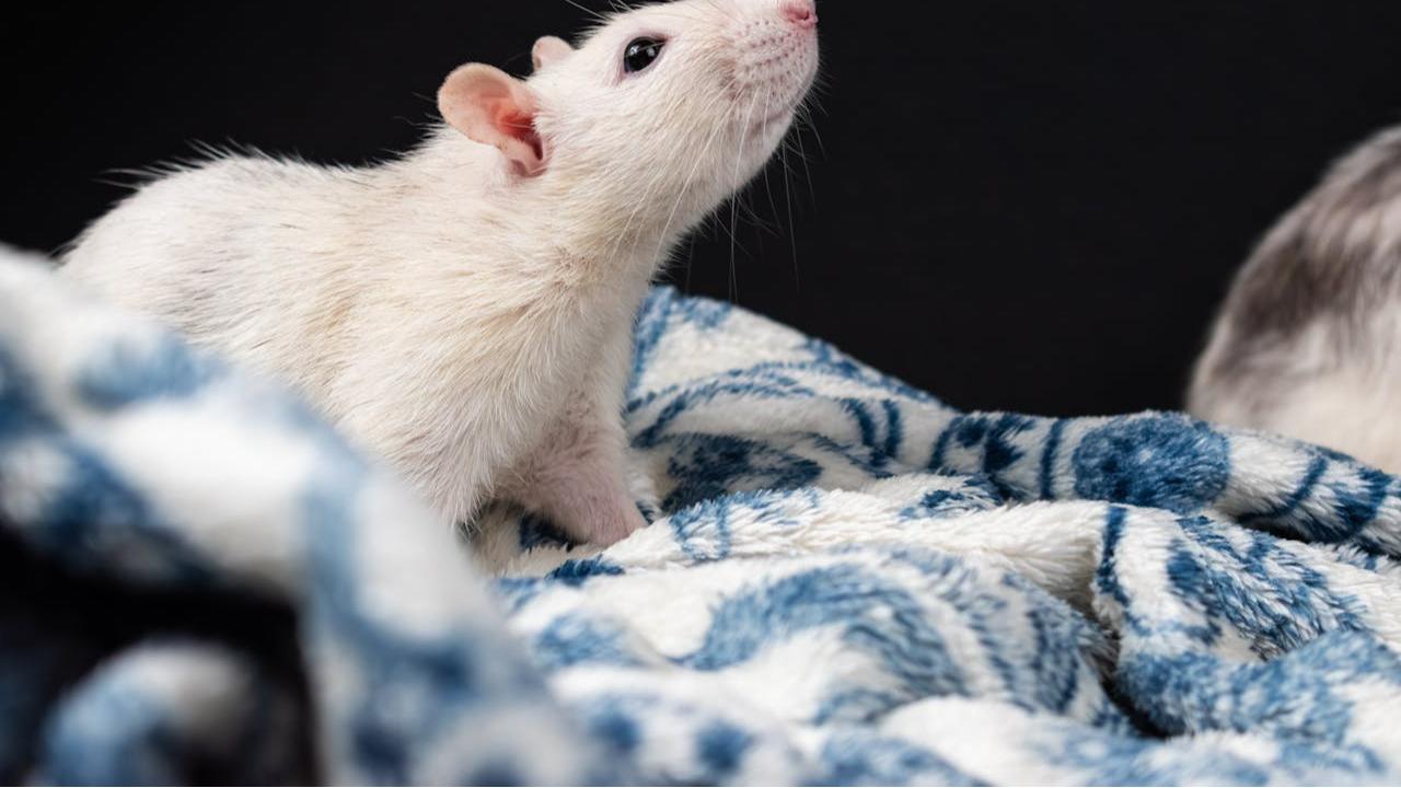 Tikus di Dapur? Ini Risiko Kontaminasi Makanan yang Mengintai