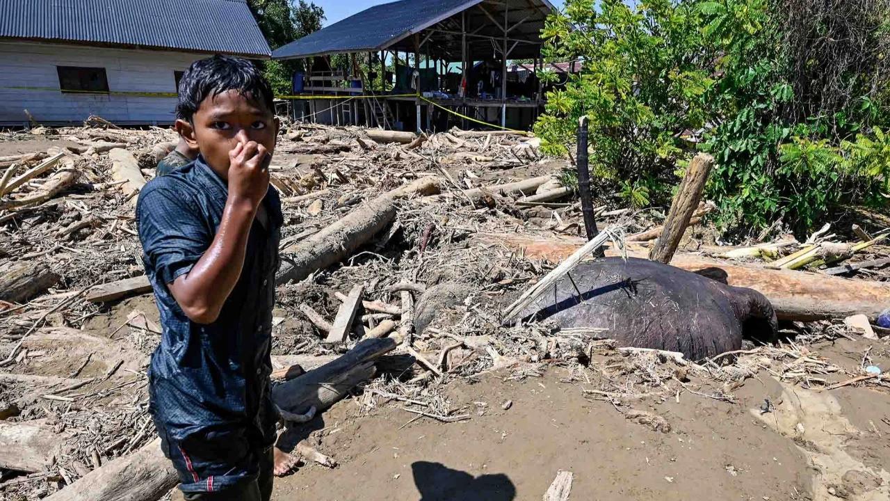 FOTO: Menyedihkan! Gajah Sumatera Ditemukan Tewas Terjebak Material Banjir Bandang di Pidie Jaya