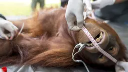 Seekor orang Utan saat diperiksa kesehatannya di pusat konservasi Kao Pratubchang, Thailand, Kamis (27/8/2015). Para Orang Utan ini akan dikembalikan ke Indonesia. (REUTERS/Athit Perawongmetha)