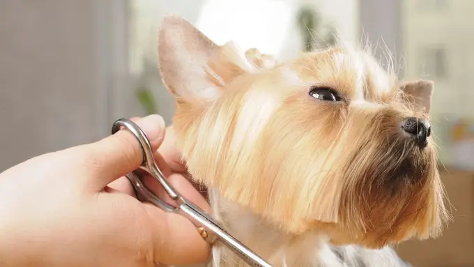 10 Gaya Rambut Anjing, Mana yang Kamu Banget?