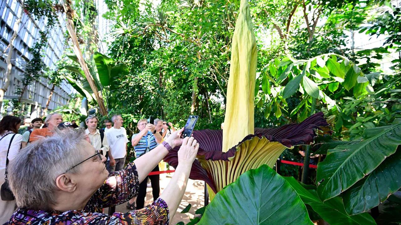 FOTO:  Bunga Bangkai Raksasa Asal Sumatera Mekar di Jerman