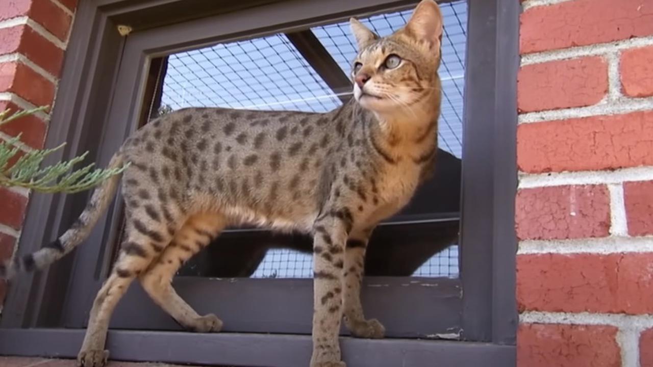 5 Jenis Kucing Termahal di Dunia, Harganya Lebih Mahal dari Mobil Tesla Y