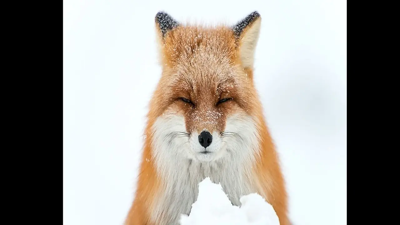 Rubah di Rusia. (ivankislov.ru/Facebook)