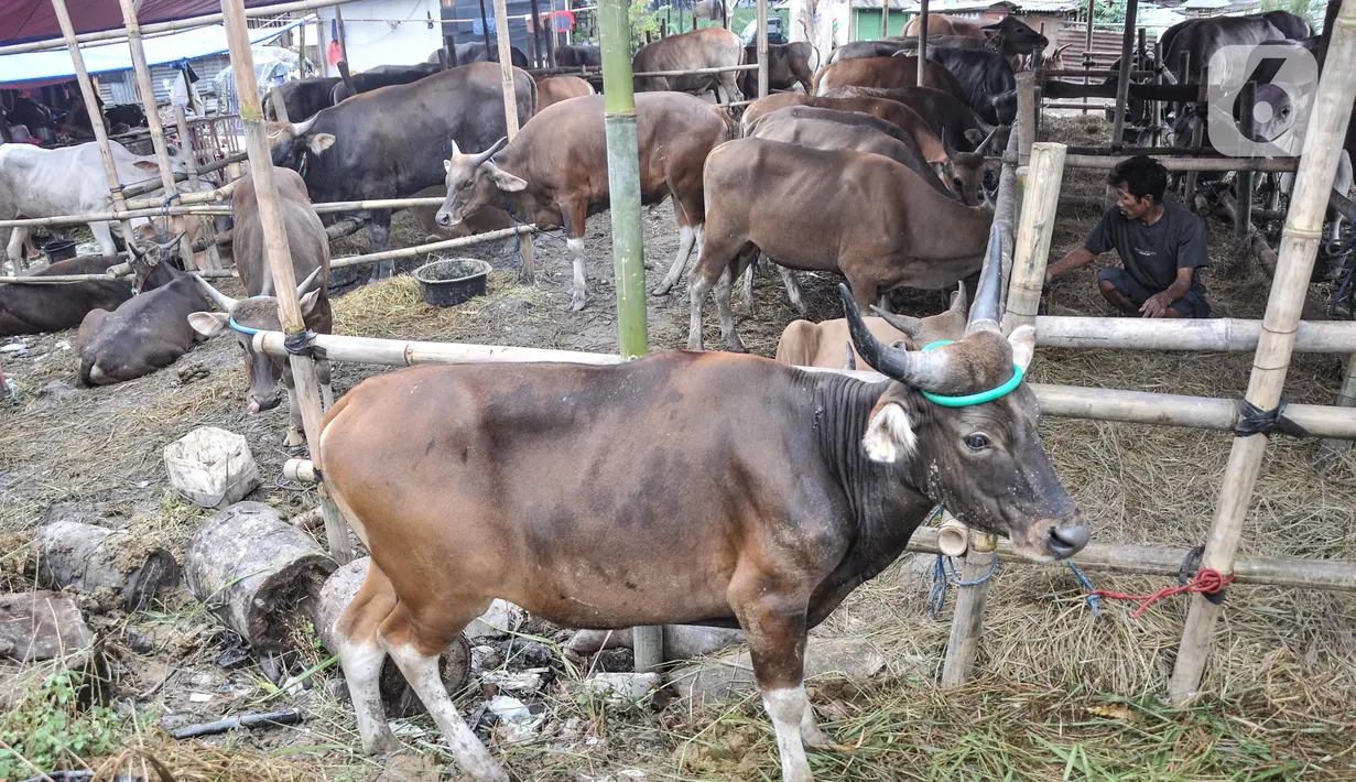 Pekerja memberi pakan sapi kurban yang sedang menjalani karantina di kawasan Pondok Kopi, Duren Sawit, Jakarta Timur, Rabu (15/6/2022). Samito (40), salah seorang pedagang sapi kurban mengungkapkan maraknya virus Penyakit Mulut dan Kaki (PMK) berdampak terhadap sulitnya proses penjualan. (merdeka.com/Iqbal S. Nugroho)