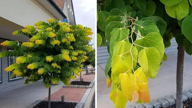 6 Potret Tanaman dengan Warna Selaras Ini Unik, Perpaduannya Manjakan Mata