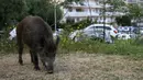 Seekor babi hutan memakan rumput di taman dekat dengan permukiman warga di Ajaccio, di pulau Mediterania Prancis, Corsica (18/4/2020). (AFP/Pascal Pochard-Casabianca)