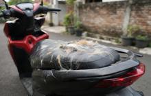 5 Cara Menghilangkan Bulu Kucing yang Menempel di Jok Motor dengan Cepat dan Bersih