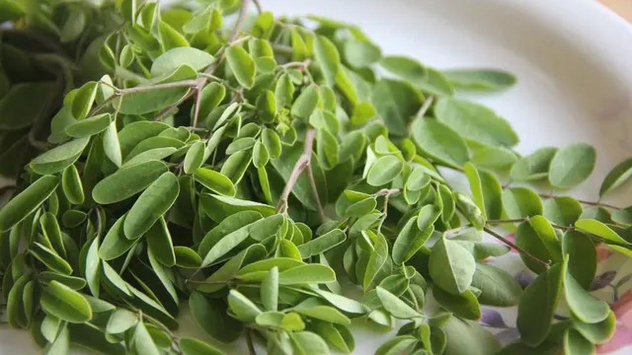 Cara Mengolah Daun Kelor untuk Menurunkan Kadar Kolesterol dan Asam Urat