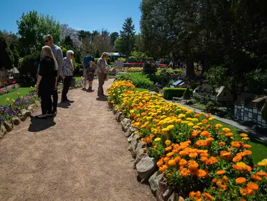 Sejumlah orang mengamati berbagai bunga dalam festival bunga tahunan Floriade di Canberra, Australia, pada 11 Oktober 2020. (Xinhua/Chu Chen)