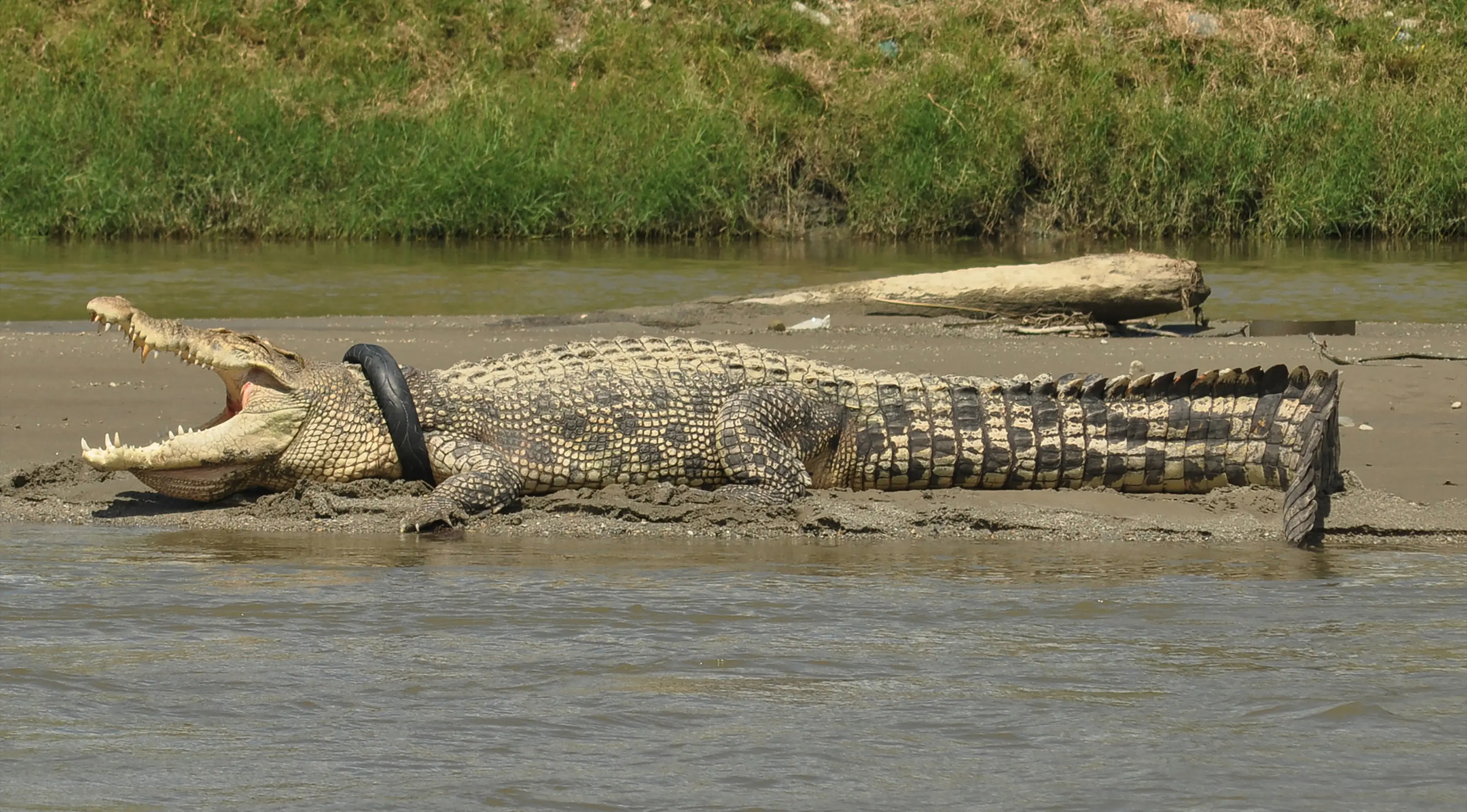 Foto yang diambil pada tanggal 20 September 2016 ini menunjukkan seekor buaya terlilit ban di sekitar lehernya di sungai Palu di Palu, Sulawesi Tengah. Pada Desember lalu, kondisi ban tampak sempit karena tubuh buaya yang kian membesar. (AFP Photo/Arfa)