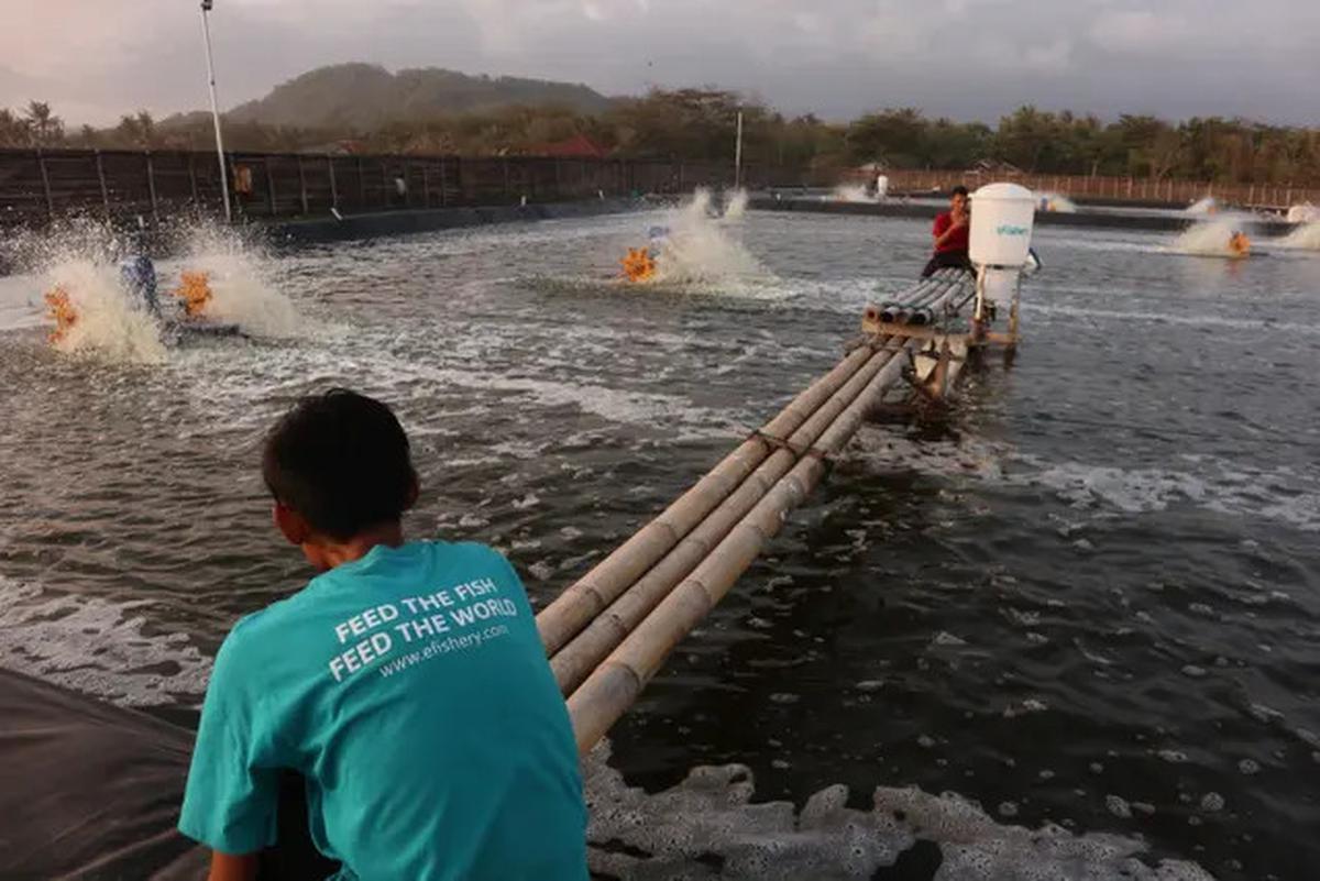 Kronologi Dugaan Penggelapan Dana eFishery Capai Rp9,7 Triliun