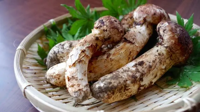 ilustrasi jamur matsutake
